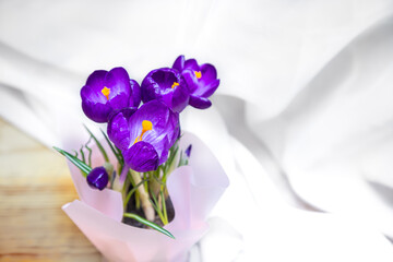 Purple crocus flowers bloom. First springtime flowers close up. Floral gift, romantic background.