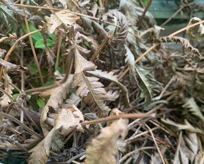 Dry leaves and fern on ground floor in the forest, green environment, fresh air