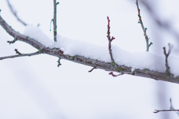 Winter atmospheric landscape with frost-covered dry plants during snowfall. Winter Christmas background. High quality photo