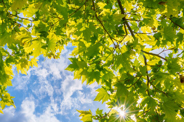 Green pompous forest see from below with sunlight during springtime.