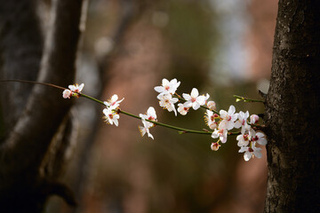 Nature flowers flower green white trees 