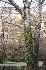 Fototapeta premium Nature flowers flower green white trees 