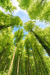 Fototapeta premium Green pompous forest see from below with sunlight during springtime.