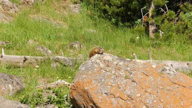 The yellow-bellied marmot (Marmota flaviventris), also known as the rock chuck, is a large, stout-bodied ground squirrel in the marmot genus. 
