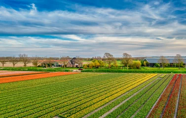 Gordijnen Flower fields in The Netherlands. © Alex de Haas