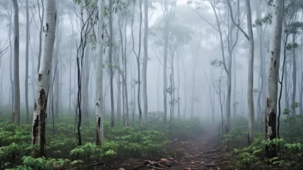 Crédence de cuisine en verre imprimé Matin avec brouillard sunrise in the forest.
