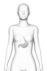 stomach, female human body, organ, medical science
