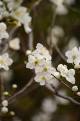 Nature flowers flower green white trees 