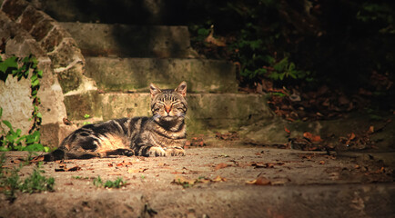 gray tabby cat sunbathes on stone steps outdoors, enjoying the warm autumn afternoon - 760518460