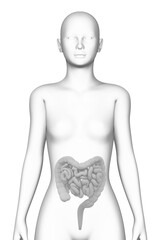 intestine, female human body, organ, medical science - 760518602