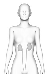 kidney, female human body, organ, medical science - 760518609