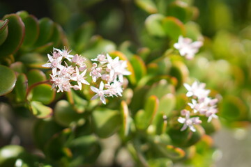 white lilac flowers