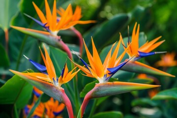 Fototapeta premium tropical bird of paradise flowers and palm leaves