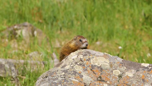 Close up of a yellow-bellied marmot (Marmota flaviventris) in Yellowstone National Park, Wyoming. 