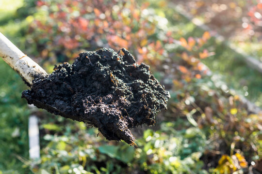 Composting Plants with Fertilizer Eco Humus Compost with Worms. Fertilizing Compost Soil Shovel into Garden Bed. Eco Farming concept. 