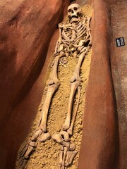 Medieval Human skeleton 