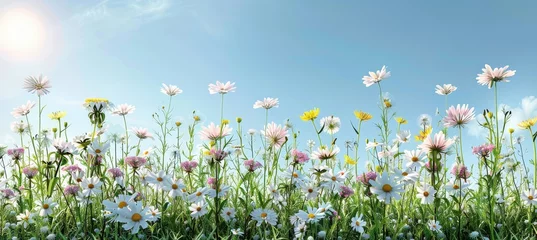 Papier Peint photo autocollant Prairie, marais Tranquil meadow with white and pink daisies, yellow dandelions under morning sun, perfect for text.