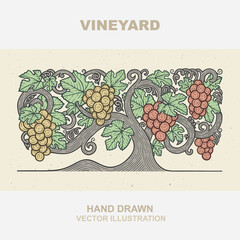 Vineyard. Grapevine vintage style hand drawn illustration. Part of set.