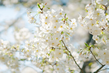 東京の公園に咲く美しい桜の花