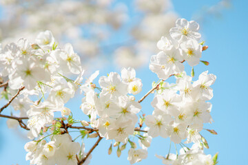 東京の公園に咲く美しい桜の花