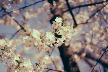 東京の公園に咲く美しい桜の花
