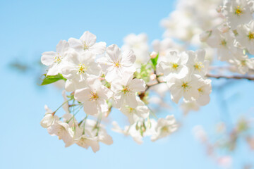 東京の公園に咲く美しい桜の花