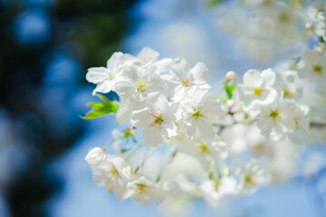 東京の公園に咲く美しい桜の花