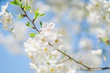 東京の公園に咲く美しい桜の花