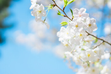 東京の公園に咲く美しい桜の花