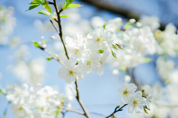 東京の公園に咲く美しい桜の花