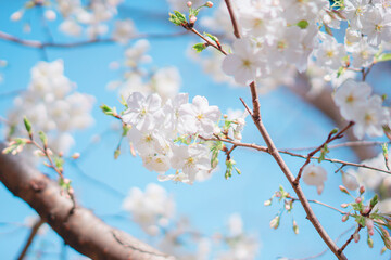 東京の公園に咲く美しい桜の花