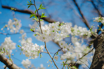 東京の公園に咲く美しい桜の花