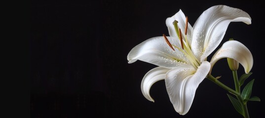 Funeral lily on dark backdrop with ample space for personalized text or message placement