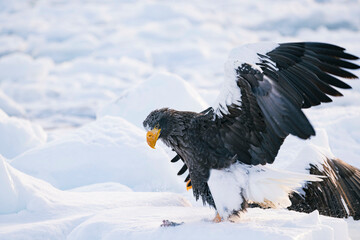 羅臼のオオワシ