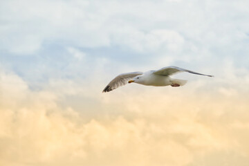 Fototapeta na wymiar Portrait of a seagull against the sky