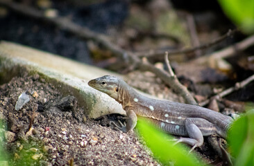 Gecko in Nature