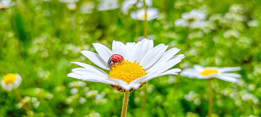  Ladybug on a daisy in the garden.