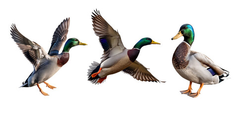 Obraz premium Male mallard bundle, portrait, standing, and flying, Isolated on Transparent Background, cut out. PNG