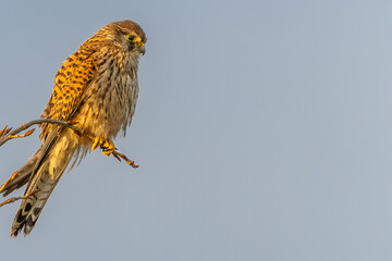 A beautiful kestrel on a branch with a clear bokeh background