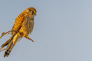 A beautiful kestrel on a branch with a clear bokeh background