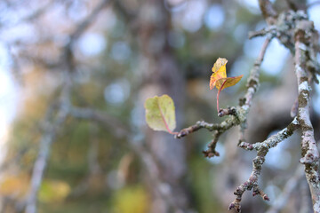Leafs in the autumn.