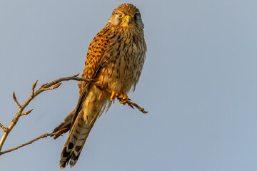 A beautiful kestrel on a branch with a clear bokeh background