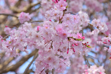 桜