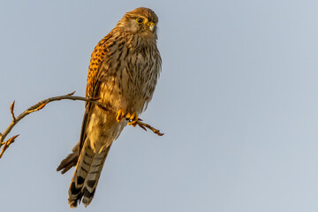 A beautiful kestrel on a branch with a clear bokeh background