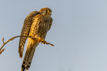 A beautiful kestrel on a branch with a clear bokeh background
