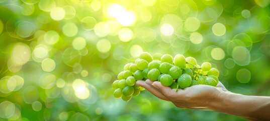Hand holding fresh grapes with selective focus on blurred background, space for text