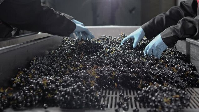 Special vibrating table for sorting and cleaning the fruit of ainograd for making wine products in the factory. 