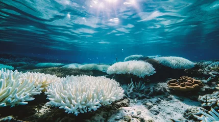 Fotobehang Underwater view of coral reef with sunlight. Tropical underwater background. © Jioo7
