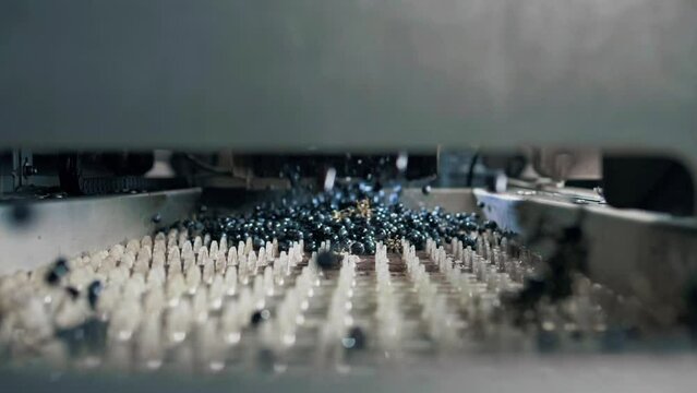 Ripe blue berries of wine grapes inside a destemmer machine at an industrial wine production plant. Slow motion