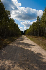 Fototapeta na wymiar country road in the forest